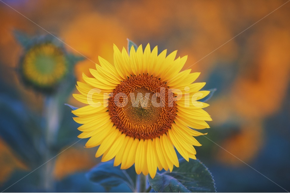 해바라기,꽃,yellow,그린,식물,식물,자연,plants,nature,꽃,flower