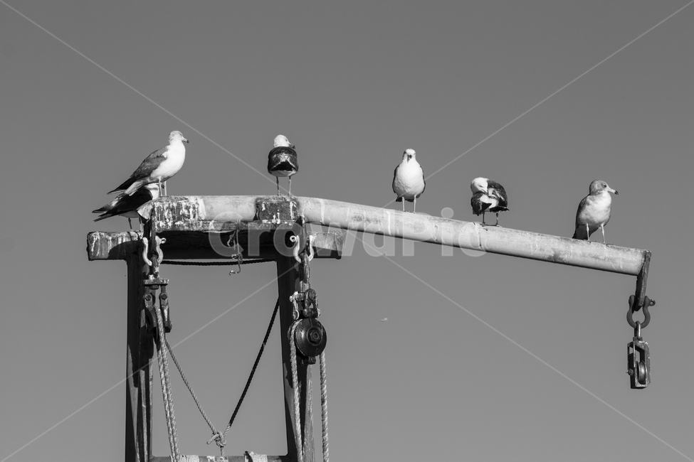 갈매기,commongull,배,bird,새,동물,animal,조류,새,birds,흑백,모노톤,monochrome,black and white