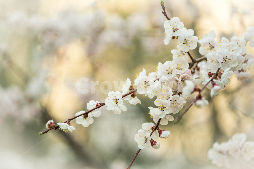 벚꽃,봄,봄꽃,감성사진,꽃,flower,봄,계절,spring,season