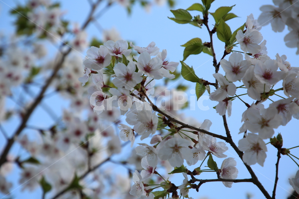 벚꽃,봄,꽃,하늘,나무,분홍,봄,계절,spring,season,식물,자연,plants,nature,꽃,flower,plant,blossom