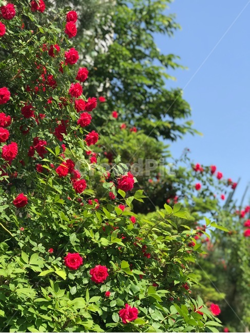 장미,빨간색,꽃,초록색,풍경,자연,하늘,하늘색,빨간꽃,red,redflower,flower,green,sky,bluesky