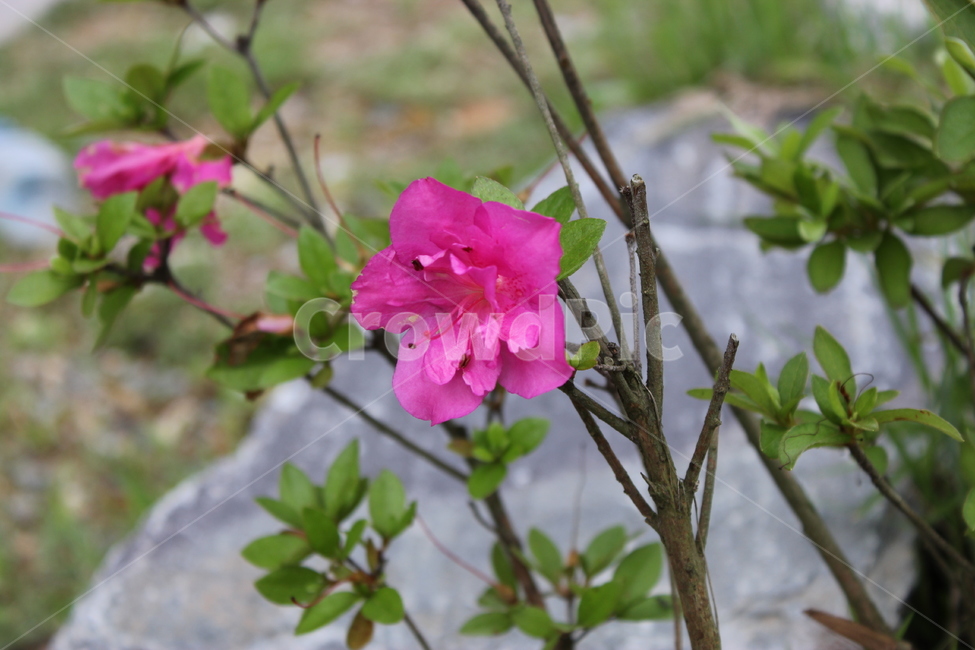꽃,분홍색,자연,식물,여름,식물,자연,plants,nature,꽃,flower