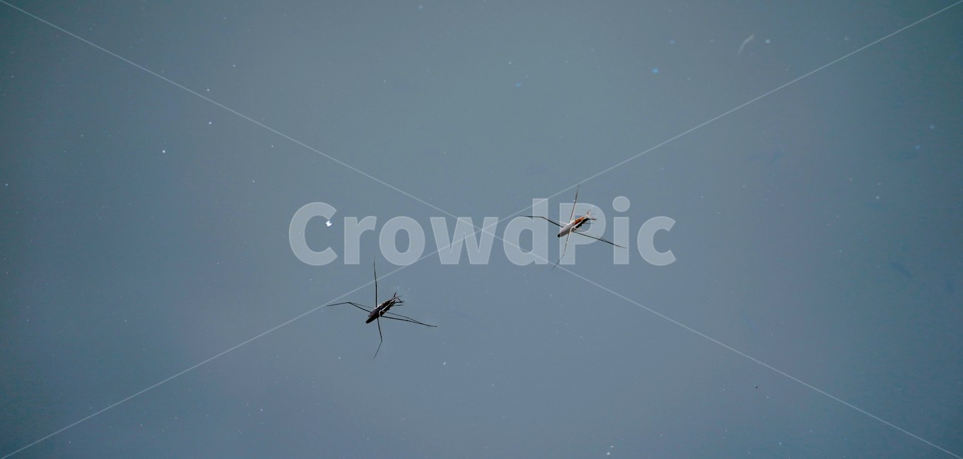 소금쟁이,waterstrider,물,연못,곤충,절지동물,동물,곤충,벌레,insect,bug