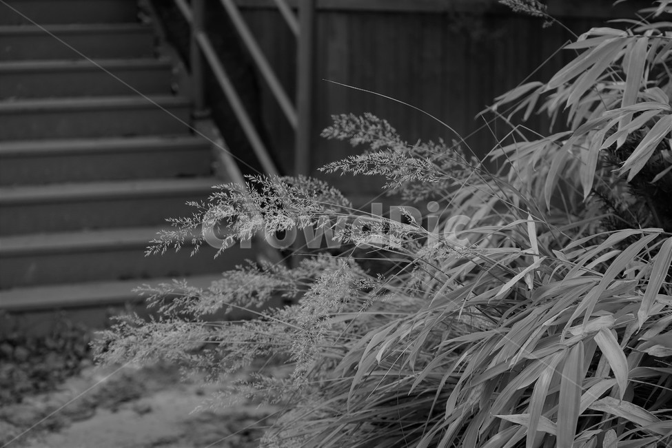 조릿대,대나무,풍경,가을,조릿대꽃,식물,자연,plants,nature,흑백,모노톤,monochrome,black and white