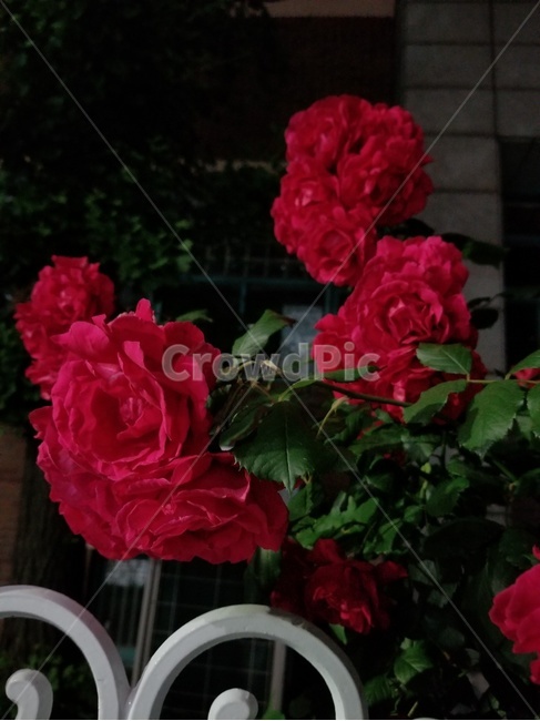 장미,꽃,밤,rose,flower,night,자연,nature
