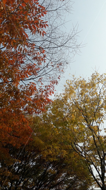 가을,하늘,단풍,아름다움,울긋불긋,가을,계절,fall,autumn,season,tree,나무,plant,식물,leaf,잎