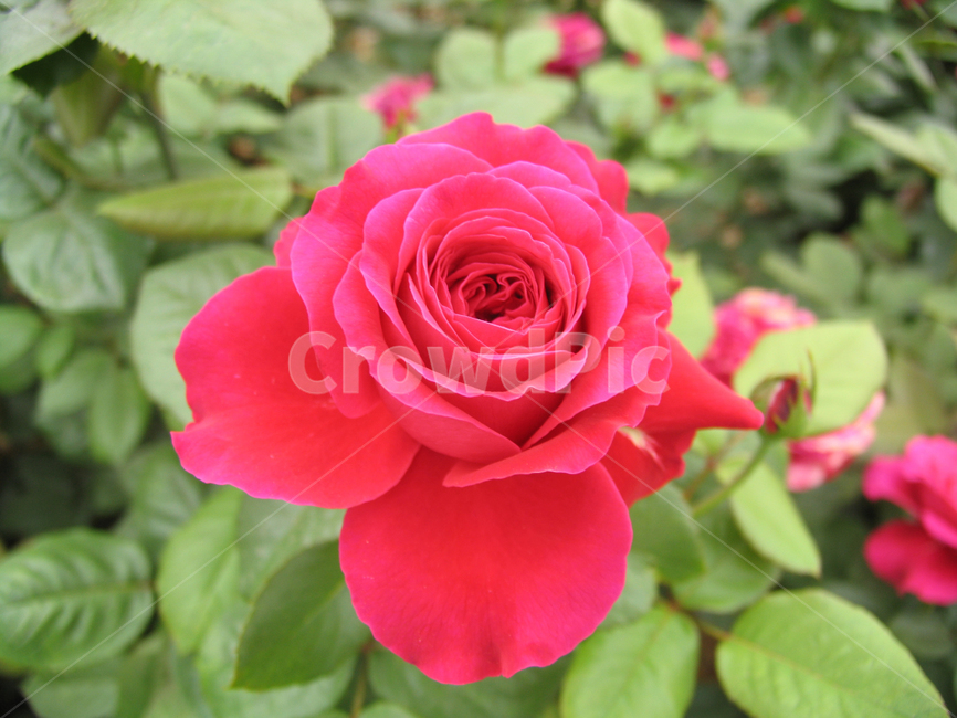 장미,꽃,빨간장미,rose,장미꽃,5월장미,flower,식물,접사,활짝핀장미,레드,빨간꽃,자연,붉은장미