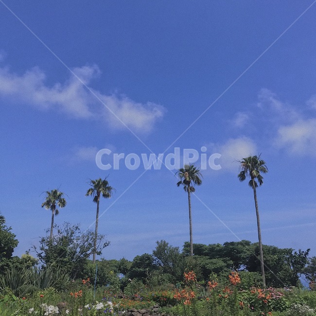 제주,하늘,나무,꽃,자연,색감,분위기,자연,풍경,nature,landscape,summer,여름