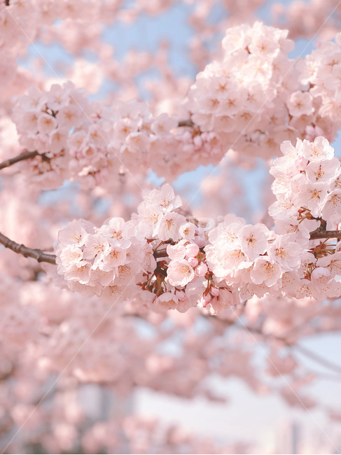 plant,봄,벚꽃,cherryblossoms,flower,하늘,spring,벚나무,봄,계절,spring,season