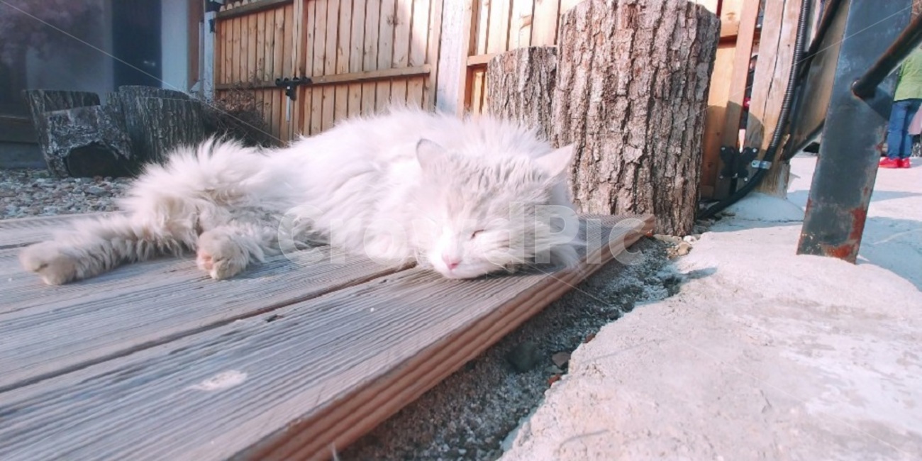 고양이,길고양이,봄,동물,휴식,햇살,동물,animal,포유류,mammal,고양이,cat,kitten,kitty