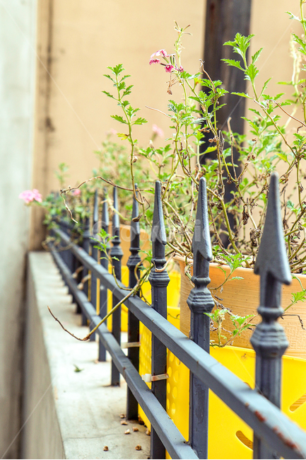 풍경,화분,식물,자연,담벼락,식물,자연,plants,nature,꽃,flower