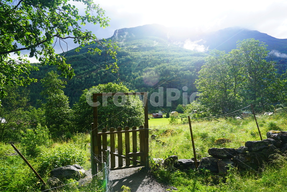 노르웨이,숲,푸름,복유럽,숲속,마을,대문,norway