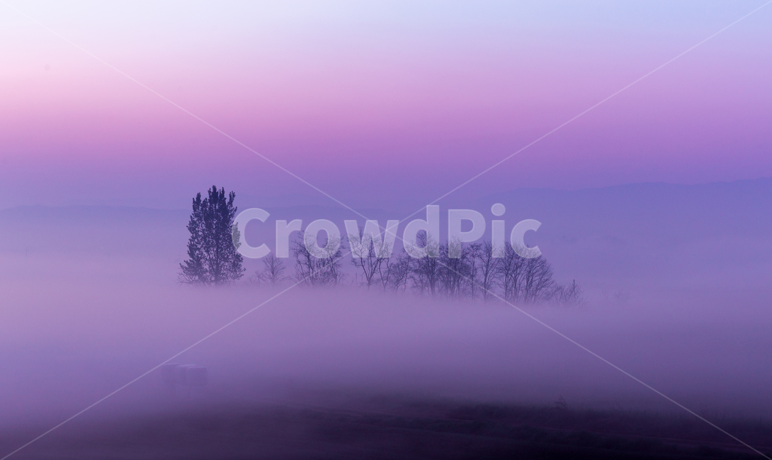 하늘,안개,나무,일출,새벽,자연,풍경,nature,landscape,한국자연풍경,한국자연경관,korea nature landscape,색깔,색상,색채,색감,color sense,color sensitivity,feeling of color,weather,날씨,outdoors,옥외