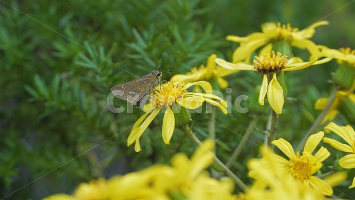 꽃,풀,나방,노랑,곤충풀,식물,자연,plants,nature,꽃,flower