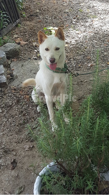 강아지,개,진돗개,하얀개,귀여움,시골개,dog