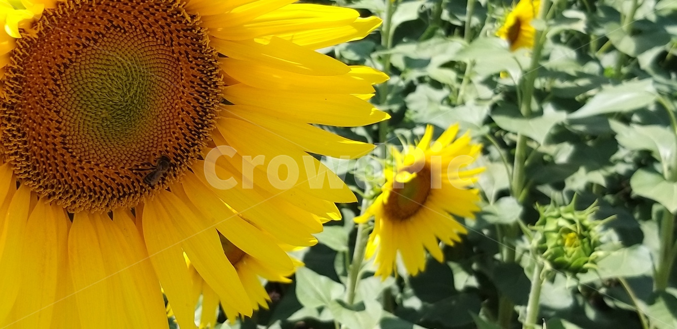 plant,식물,blossom,flower,꽃,sunflower,해바라기,식물,자연,plants,nature,꽃,flower