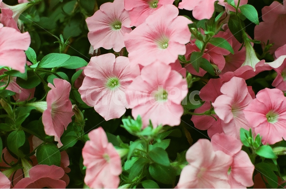 나팔꽃,꽃,식물,분홍꽃,여름꽃,식물,자연,plants,nature,꽃,flower