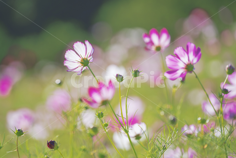 blossom,꽃,코스모스,flower,식물,식물,자연,plants,nature,꽃,flower