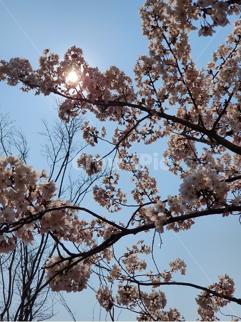 봄,햇살,벚꽃,하늘,햇빛