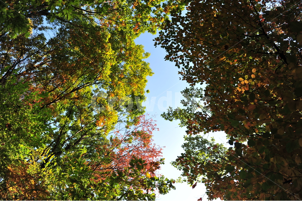 tree,식물,나무,가을,단풍,하늘,식물,자연,plants,nature,나무,trees,wood