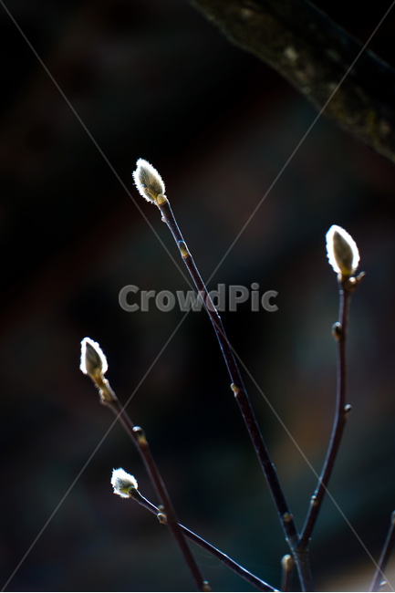 봄,새순,꽃망울,목련,통도사,봄,계절,spring,season,식물,자연,plants,nature,plant