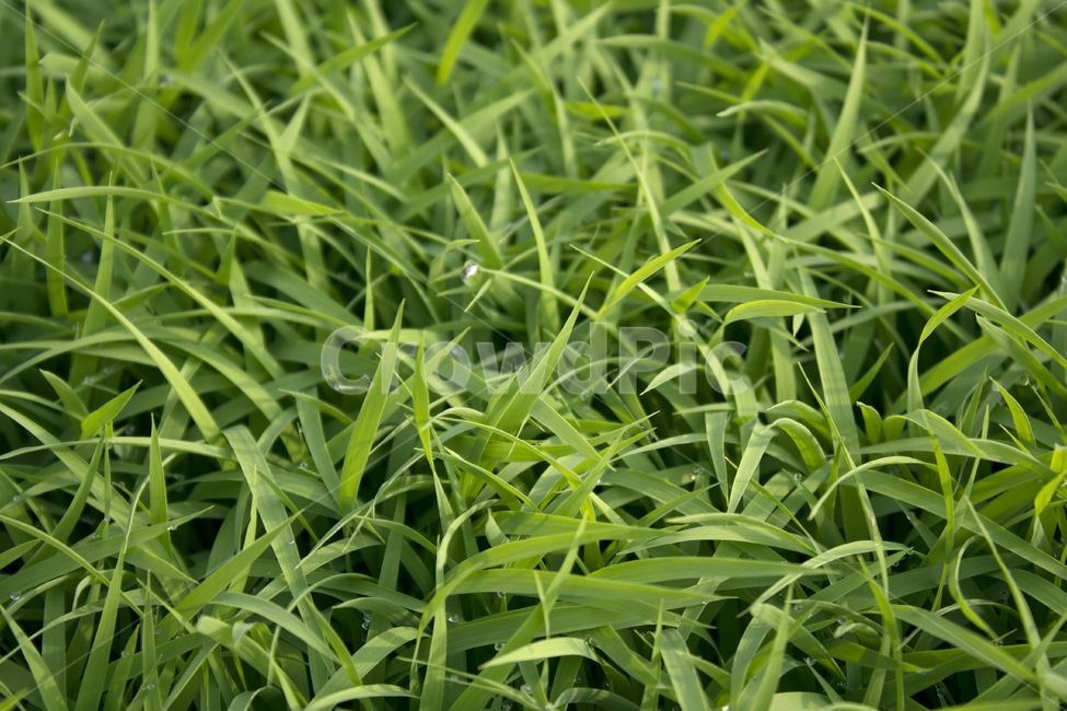 빗방울,wet,clean,closeup,drop,farm,field,fresh,grass,green,greenrice,grow,lawn,meadow,nature,nobody,outdoor,pattern,plant,rain,rice,spring,texture,water,waterdrop,초록색,물,녹색,그린,모,모내기,벼,싹,새싹,풀,잔디,풀밭,이슬,젖은,젖어있는,잔디밭,봄,비오는날,물방울,자연,블러,아웃포커스,포커스아웃,식물,농사,논농사,잎,잎사귀,나뭇잎