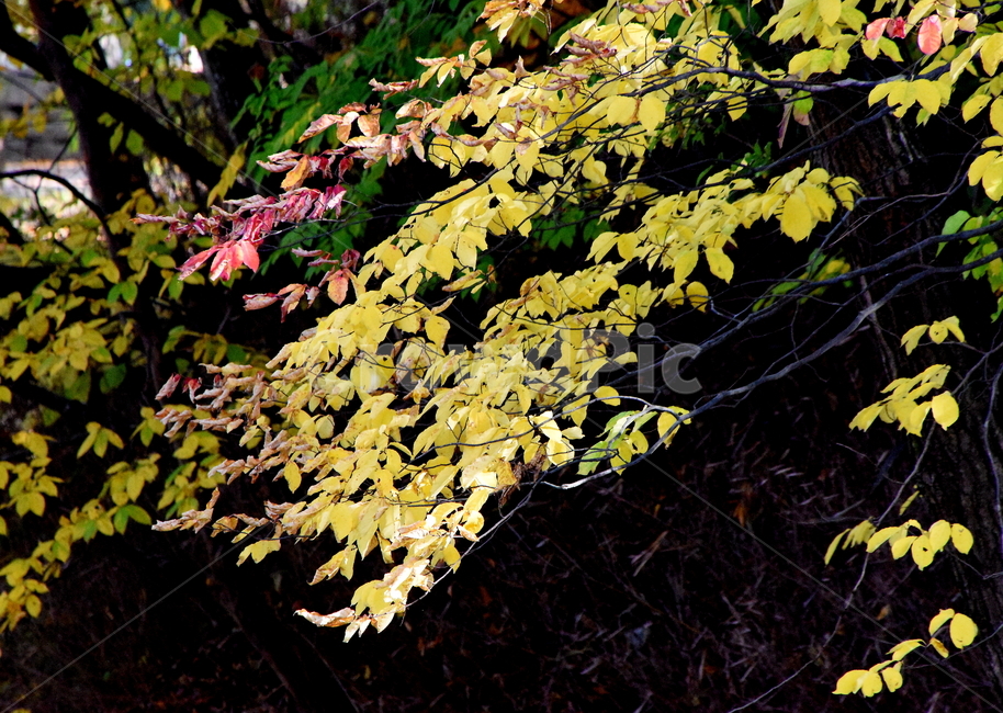 가을,단풍,경치,낙엽,색갈,조화,아름다움,힐링,가을,계절,fall,autumn,season,식물,자연,plants,nature,plant,leaf,잎,tree,나무