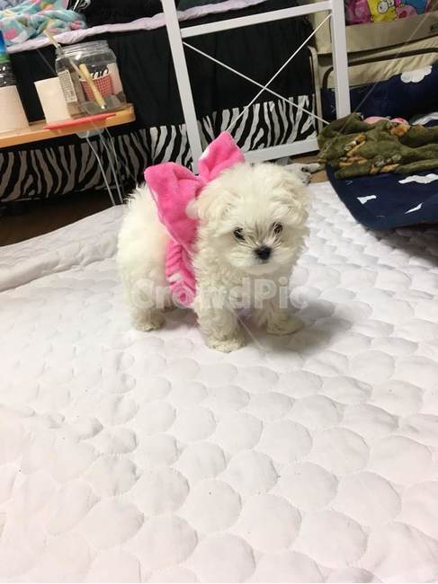 강아지,말티즈,말티푸,흰둥이,반려동물,반려견,애완견,동물,animal,포유류,mammal,개,강아지,dog,doggy