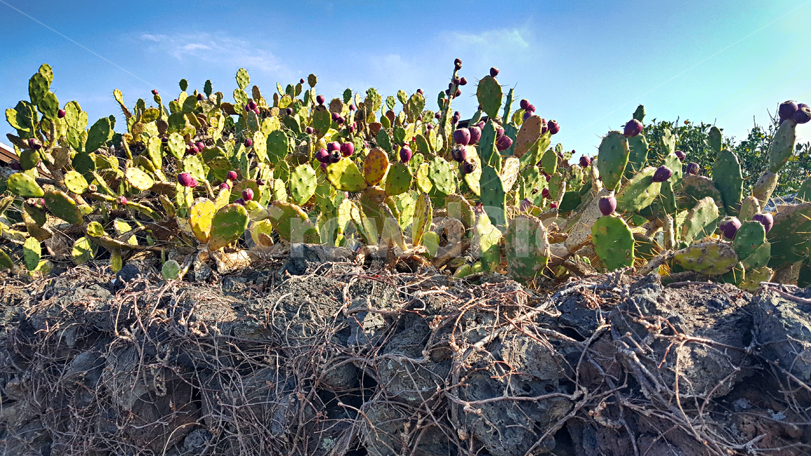 제주,선인장군락지,백련초,돌담,돌,plant,식물,cactus,자연,옥외,outdoors