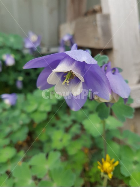 매발톱,매발톱꽃,야생화,야생초,보라색,들꽃,아침,봄,식물,자연,plants,nature,꽃,flower