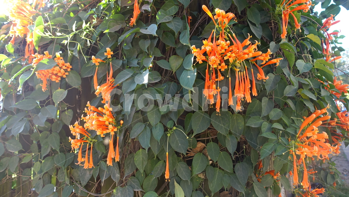 flower,tropic,plant,summer,여름,꽃,꽃송이,blossom,열대,식물,야외,outdoor,green,초록,leaf,잎