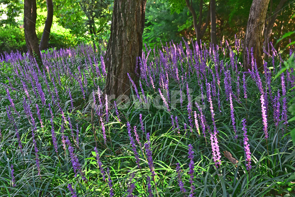 맥문동꽃,숲그늘,야생화,보라색꽃,토종,flower,plant,식물,blossom,purple,violet,자연,숲속,환경,바탕,배경,백그라운드,background