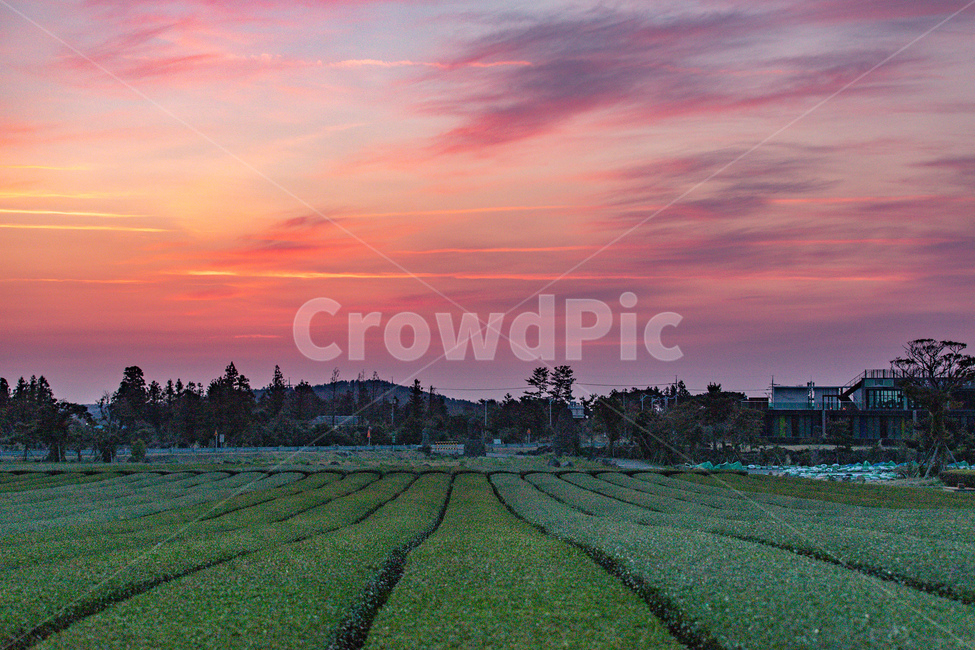 제주도,일출,여명,녹차밭,초록,빨강,구음,풍경,landscape