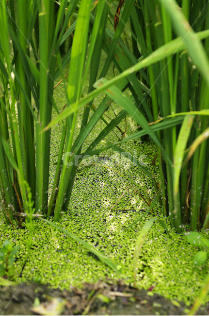 벼,논,식물,plant,초록,산업,industry,industrial,농업,농사,agriculture,farming,farming industry