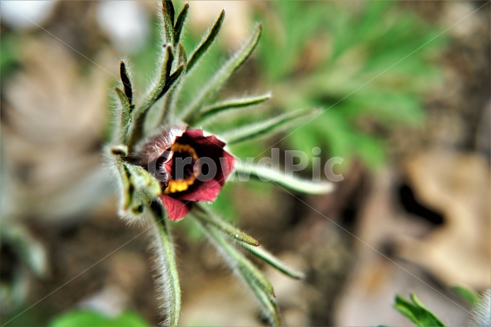 할미꽃,솜털,봄,봄꽃,자연,식물,꽃,미나리아재비과,plant,암술,수술,Pulsatillakoreana,한국특산,백두옹,독초,강장제,화왕계,여러해살이풀,쌍떡잎식물,흰털,할머니머리카락,흰머리,노인,꼬부랑,한방약재,할머니