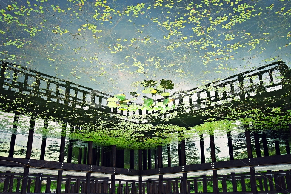 reflection,반영,연못,landscape,연꽃,자연,풍경,nature,landscape,식물,plants,patio,안마당,porch,현관