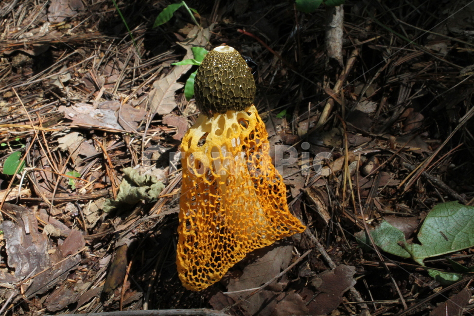 망태버섯,버섯,식물,버섯의여왕,mushroom,버섯,mushroom