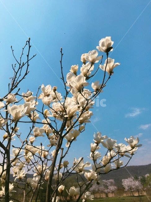 목련,나무,목련나무,봄,꽃나무,하얀꽃,목련꽃,magnolia