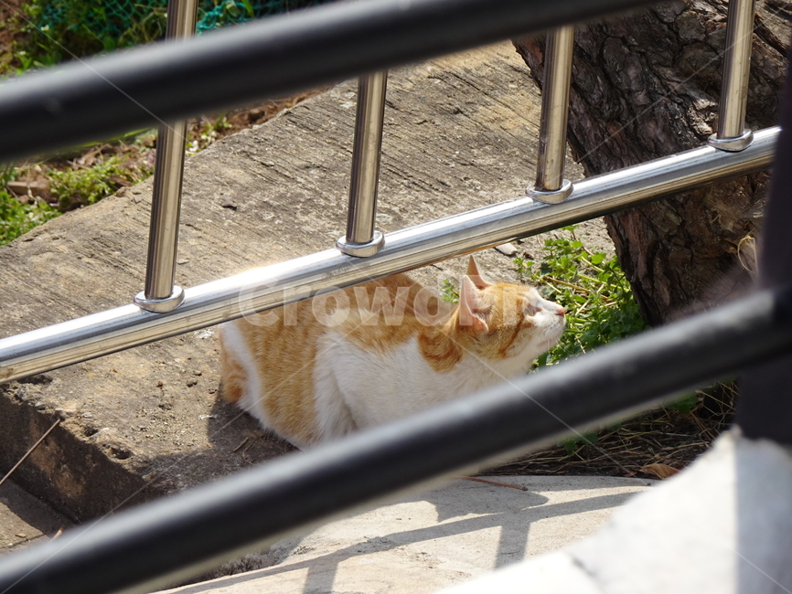 길고양이,길냥이,치즈태비,치즈길냥이,치즈고양이,동물,animal,포유류,mammal,고양이,cat,kitten,kitty