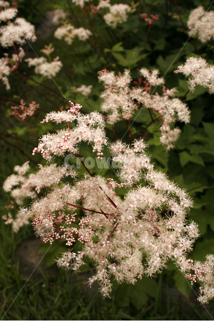 터리풀,식물,flower,plants,nature,꽃,꽃봉오리,식물,자연,plants,nature,꽃,flower
