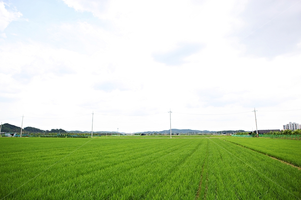 벼,논,농사,쌀,자연,풍경,자연,풍경,nature,landscape,한국자연풍경,한국자연경관,korea nature landscape,시골,마을,country,rural,town,field,들,grassland,목초지,outdoors,옥외