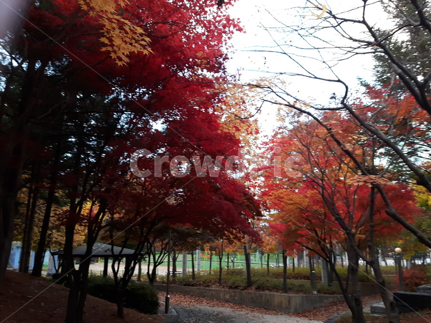 단풍,나무,풍경,경치,가을,가을,계절,fall,autumn,season,tree,plant,식물,maple