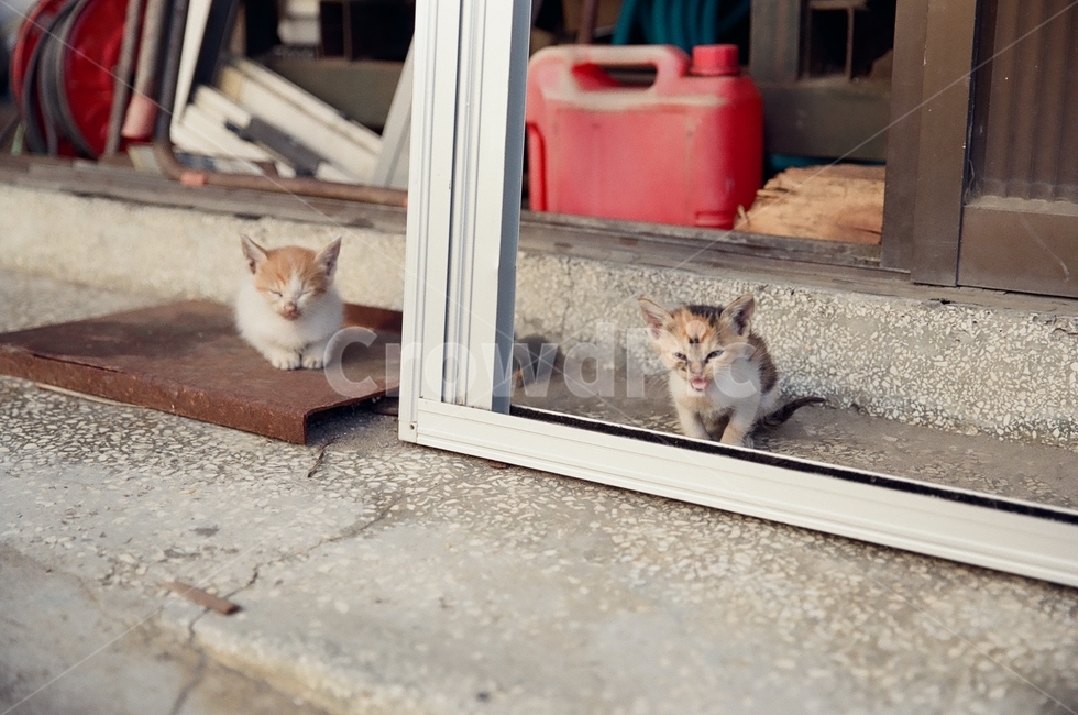 귀여움,야옹,반려동물,cats,mammals,animals,cute,meow,pets,mammal,포유류,cat,고양이,pet,abyssinian,동물,animal,아비시니안,manx,고양이새끼,kitten,동물,animal,포유류,mammal,고양이,cat,kitten,kitty