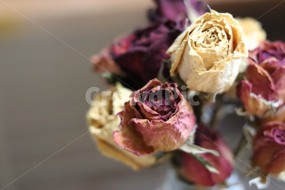 드라이플라워,장미,쩜팔렌즈,자나장미,꽃,식물,자연,plants,nature,꽃,flower,실내용화초,화분,화초,house plant,인테리어,실내디자인,interior design