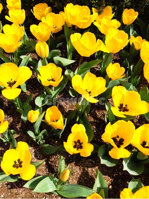꽃,노란색,자연,봄,노란꽃,식물,자연,plants,nature,꽃,flower