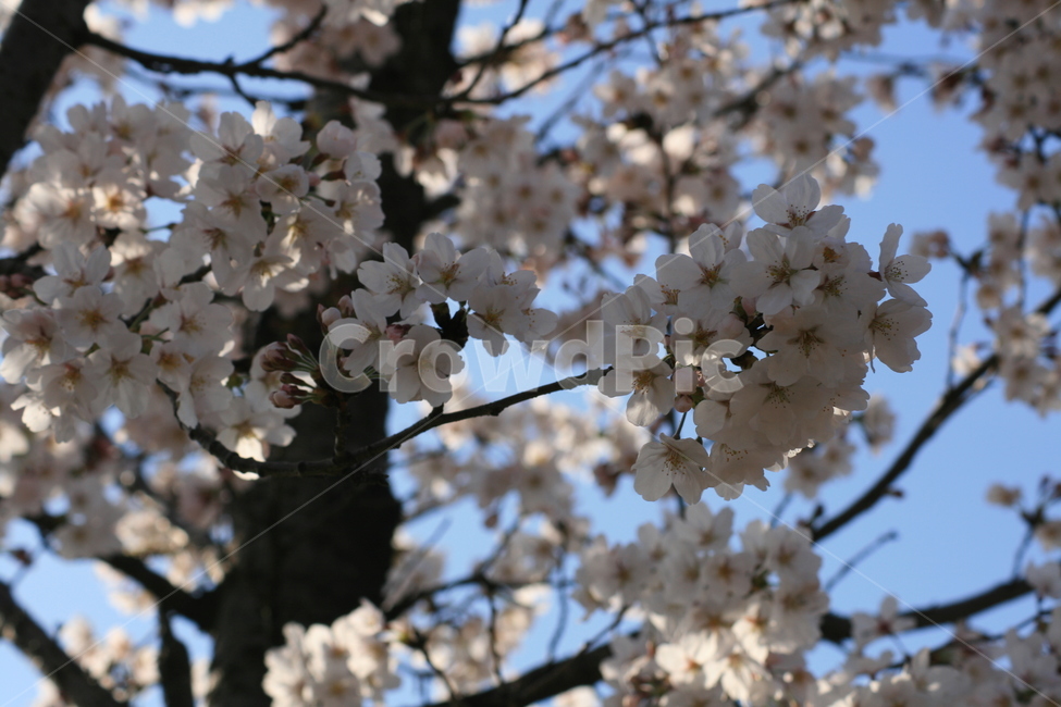 나무,벚꽃,하늘,파란색,푸른,봄,꽃잎,자연,plant,식물,flower,꽃,blossom,식물,자연,plants,nature,꽃,flower