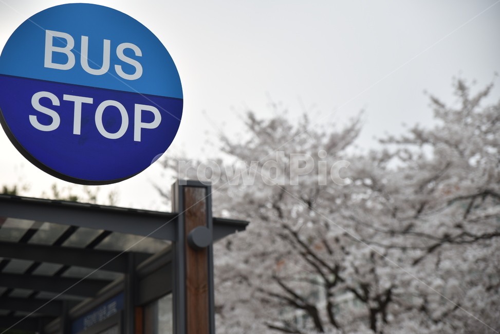 버스정류장,벚꽃,카이스트,busstop,봄,교통,교통수단,traffic,transportation