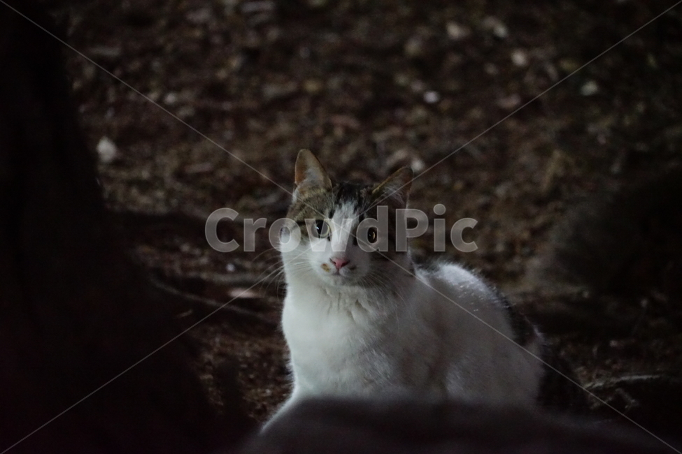 고양이,동물,포유류,길냥이,cat,animal,pet,동물,animal,포유류,mammal,고양이,cat,kitten,kitty
