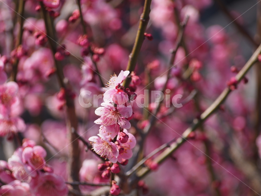 spring flowers,spring,Double cherry blossoms,blossom,plant,pink flower,flower