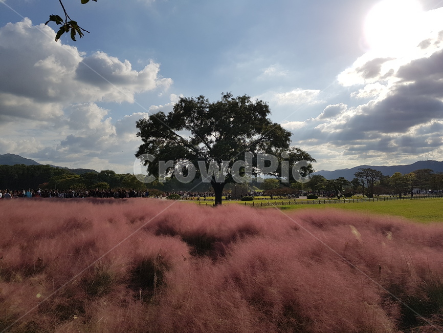 핑크뮬리,nature,grassland,대초원,들,outdoors,옥외,나무,tree,하늘,구름,자연,풍경,가을,계절,fall,autumn,season,자연,풍경,nature,landscape,목초지,savanna,field